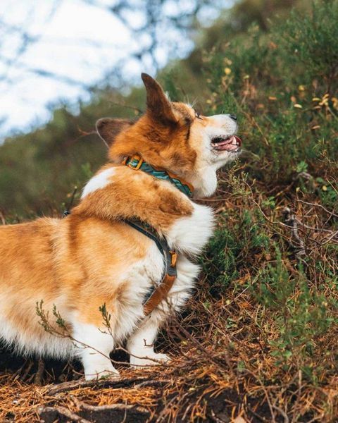 Нашийник для собак Trail quest collar RP signature edition Non-stop dogwear Бірюзовий/Дуб S 40474 фото