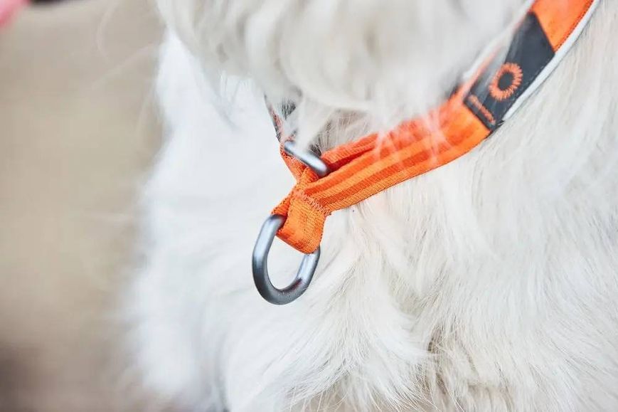 Ошейник для собак Cruise Non-stop dogwear Оранжевый 2XL 40424 фото