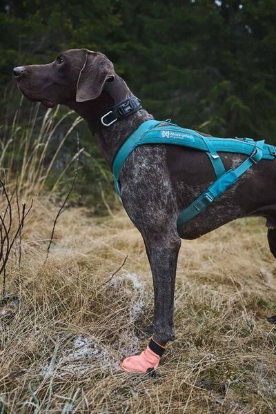 Носки для собак Protector light socks Non-stop dogwear Оранжевый S 4 Шт. 40333 фото