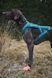 Носки для собак Protector light socks Non-stop dogwear Оранжевый S 4 Шт. 40333 фото 2