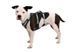 Легкая шлейка для собак Ruffwear Flagline&trade; XXS 33-43 см Серый 30746 фото 21