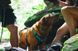 Легкая шлейка для собак Ruffwear Flagline&trade; XXS 33-43 см Серый 30746 фото 13