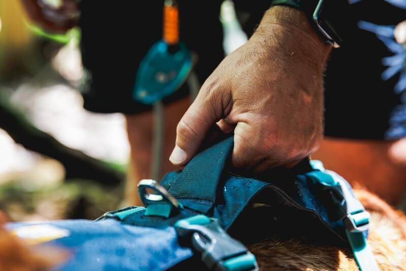 Легкая шлейка для собак Ruffwear Flagline&trade; XXS 33-43 см Серый 30746 фото