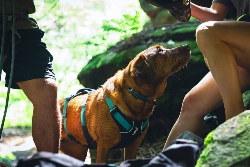 Легкая шлейка для собак Ruffwear Flagline&trade; XXS 33-43 см Серый 30746 фото