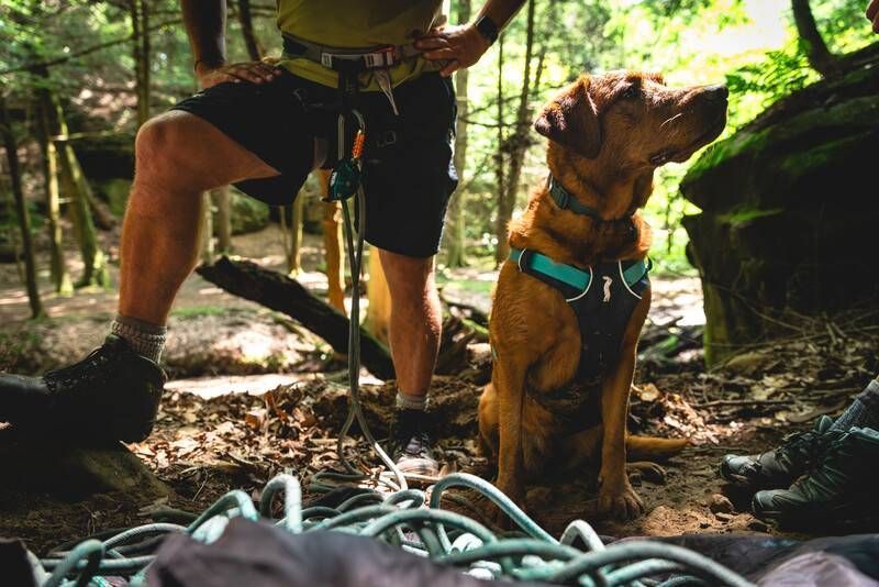 Легкая шлейка для собак Ruffwear Flagline&trade; XXS 33-43 см Серый 30746 фото