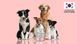 Веганський кондиціонер для собак Inoom Our Earth Pet Conditioner 500 мл 32753 фото 2