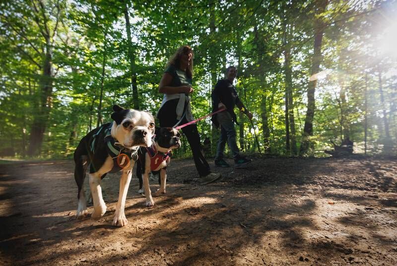 Облегченная шлейка для собак Ruffwear Hi & Light&trade; XXS 33-43 см Малиновый 30807 фото