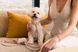 Нашийник для собак FuzzYard LIFE Atelier Рожевий S 46582 фото 3