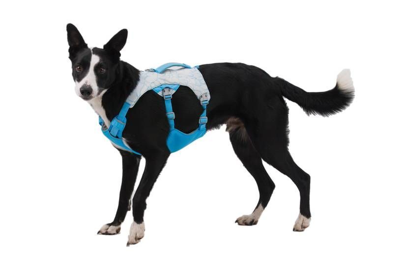 Охолоджувальна шлейка для собак Ruffwear Swamp Cooler&trade; XS 43-56 см Блакитний 41873 фото