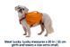 Шлейка-рюкзак для собак Ruffwear Approach&trade; M Помаранчевий 30975 фото 25