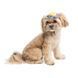 Кепка Tony ТМ Pet Fashion для собак ХL 1111197916 фото 2