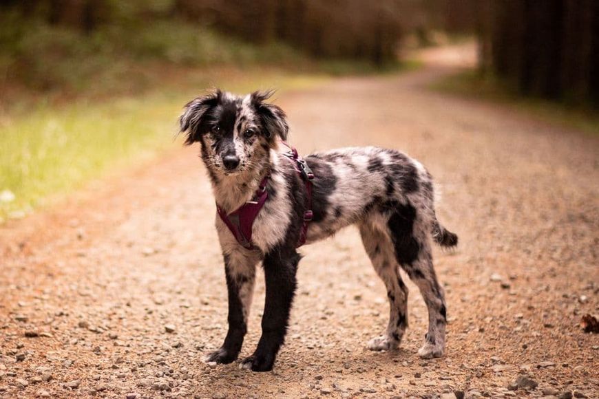 Шлея для собак Ramble harness Non-stop dogwear Фиолетовый M 40572 фото