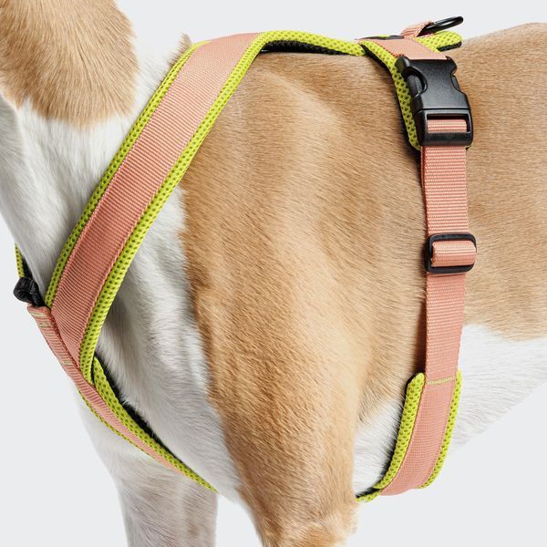 Y-подобная шлейка для собак Cloud7 Y-1 Harness AKTIV Персиковый XL 46252 фото