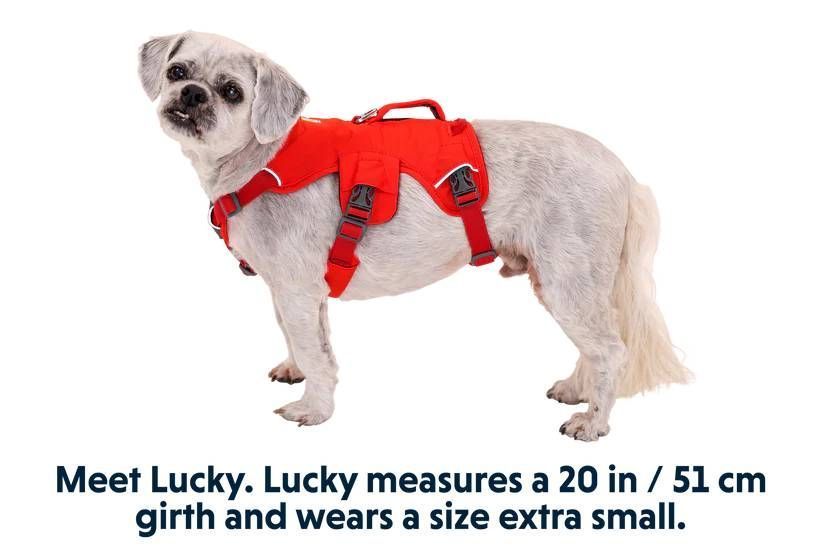 Поддерживающая шлейка для служебных собак Ruffwear Web Master&trade; XS 43-56 см Красный 30873 фото