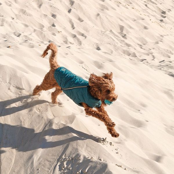 Жилет Pet Fashion E.Vest для собак морська хвиля SМ 1111166463 фото