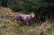 Тепла зимова куртка для собак Glacier jacket 3.0 Non-stop dogwear Фіолетовий 80 41301 фото 2