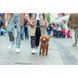 Шлея Trixie CityStyle H-harness для собак бавовна XS&ndash;S 30&ndash;44 см 10 мм світло-сіра 1111185471 фото 2