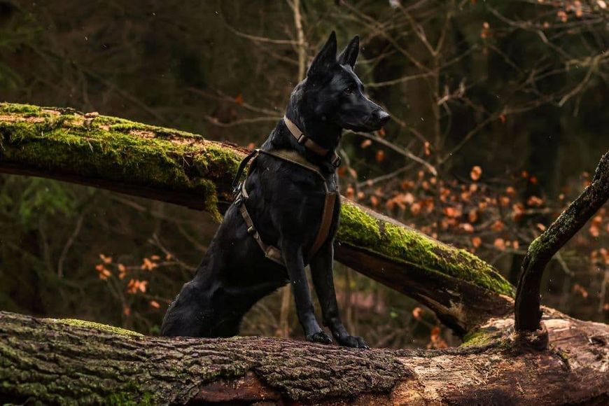 Шлейка для собак Line harness grip WD Non-stop dogwear Оливковий 4 40739 фото