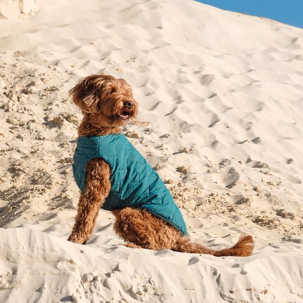 Жилет Pet Fashion E.Vest для собак морська хвиля S 1111166464 фото
