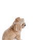 Панама Pet Fashion Print для собак XS 1111225467 фото 2