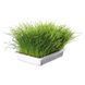 Трава Trixie Soft Grass для котів та кошенят контейнер пластик 100 г 1111117393 фото 2
