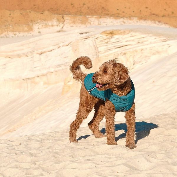 Жилет Pet Fashion E.Vest для собак морська хвиля XS 1111166466 фото