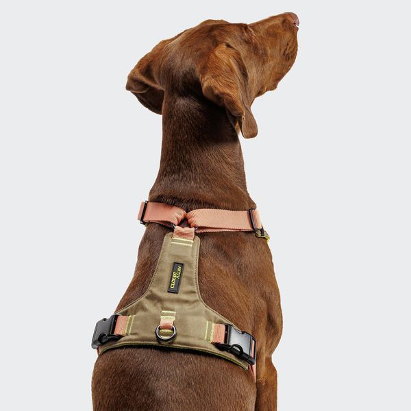 Y-подібна шлейка для собак Cloud7 Y-2 Harness AKTIV Персиковий L/XL 46256 фото