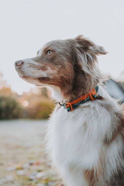 Ошейник для собак Trail quest collar RP signature edition Non-stop dogwear Бирюзовый/Дуб M 40475 фото