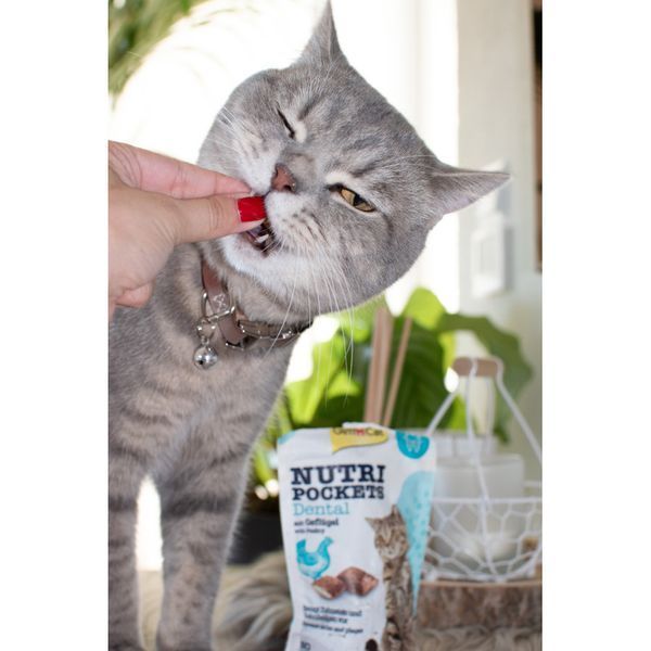 Вітамінні ласощі GimCat Nutri Pockets Dental для котів для зубів 60 г 1111140229 фото