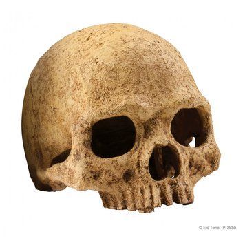 Декорація Exo Terra Череп людини для тераріума пластикова 1111114543 фото