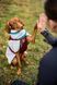 Флисовая куртка для собак Trekking fleece jacket Non-stop dogwear Серый/Винный/Бирюзовый 27 40812 фото 6