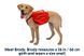 Шлейка-рюкзак для собаки Ruffwear Palisades&trade; S Красный 30985 фото 19