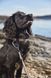 Нашийник для собак Tumble Non-stop dogwear Фіолетовий XS 40447 фото 4