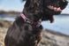 Нашийник для собак Tumble Non-stop dogwear Фіолетовий XS 40447 фото 3