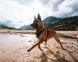 Шлея для собак Rock harness Non-stop dogwear Черный/Оранжевый M 40698 фото 5