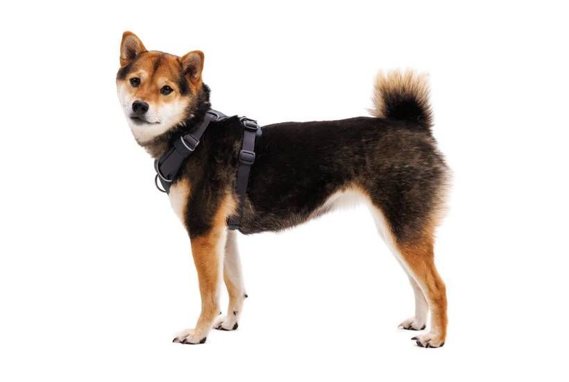 Повсякденна шлейка для собак Ruffwear Front Range&reg; XXS 33-43 см Сірий 30771 фото