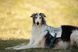 Охолоджуючий жилет для собак Cooling vest Non-stop dogwear Сірий L 41206 фото 7