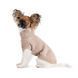 Светр Sam Pet Fashion для собак, розмір ХХS бежевий 1111201044 фото 2