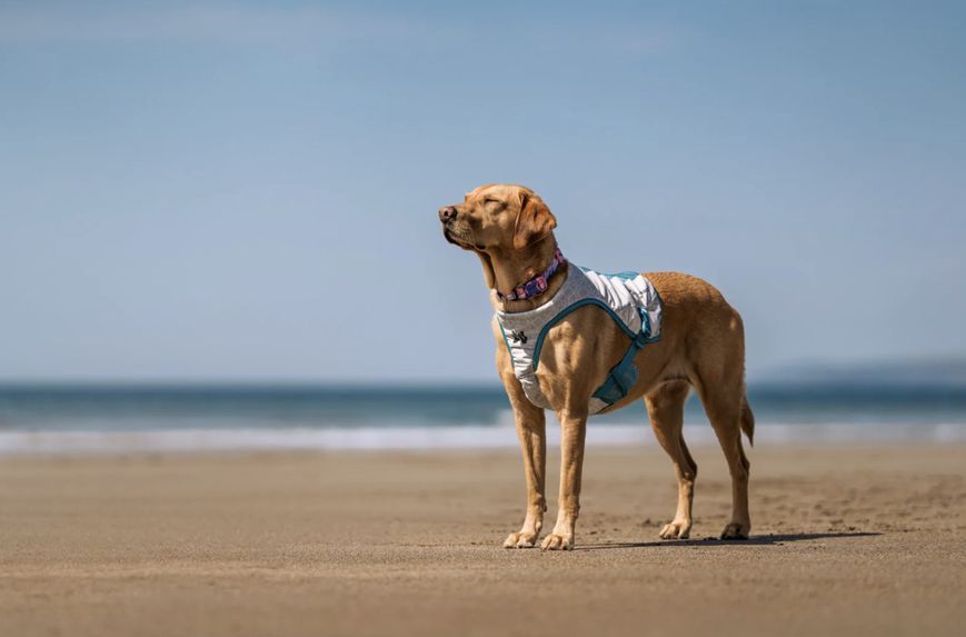Охолоджуючий жилет для собак Cooling vest Non-stop dogwear Сірий L 41206 фото