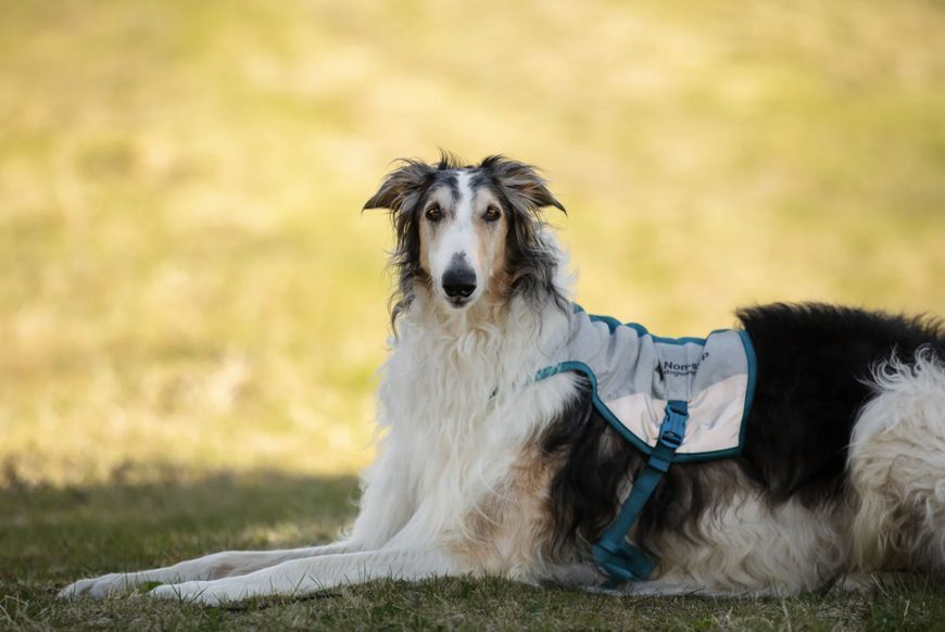 Охолоджуючий жилет для собак Cooling vest Non-stop dogwear Сірий L 41206 фото