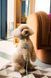 Нашийник для собак FuzzYard LIFE Atelier Зелений M 46599 фото 8