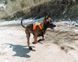 Шлея для собак Ramble harness Non-stop dogwear Черный/Оранжевый L 40588 фото 2