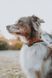 Нашийник для собак Trail quest collar RP signature edition Non-stop dogwear Бірюзовий/Дуб L 40476 фото 4
