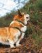 Нашийник для собак Trail quest collar RP signature edition Non-stop dogwear Бірюзовий/Дуб L 40476 фото 5