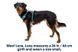 Облегченная шлейка для собак Ruffwear Hi & Light&trade; XS 43-56 см Зеленый 30832 фото 15