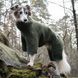 Комбінезон для грейхаундів та інших хортів Cloud7 Cornwall Greyhound Оливковий 9 45969 фото 2