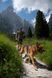 Шлея для собак Line harness grip Non-stop dogwear Черный 1 40706 фото 2