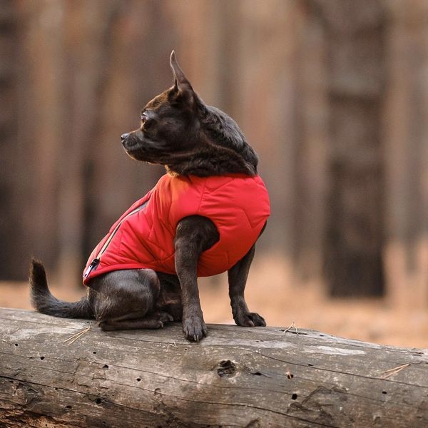Жилет Pet Fashion E.Vest для собак червоний М 1111166430 фото