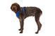 Повсякденна шлейка для собак Ruffwear Front Range&reg; L/XL 81-107 см Синій 30780 фото 25