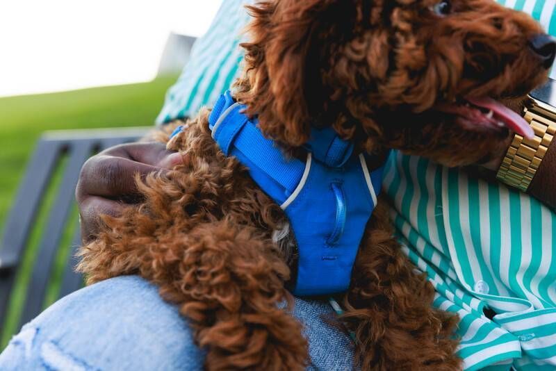 Повсякденна шлейка для собак Ruffwear Front Range&reg; L/XL 81-107 см Синій 30780 фото